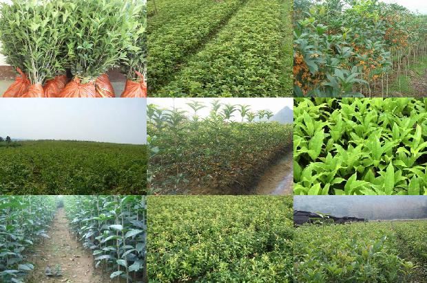 桂花乌龙茶下火吗1679100741379