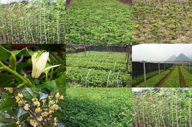 桂花乌龙茶降火吗1679100794755