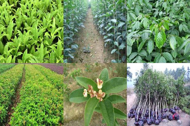 例假可以喝桂花乌龙茶吗1679100912350