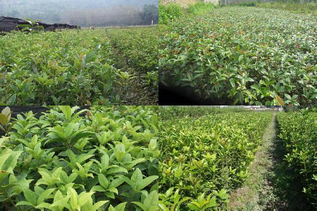 桂花乌龙茶含糖吗1679101123436
