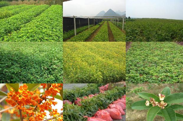 桂花和茉莉花哪个好闻1679101447367