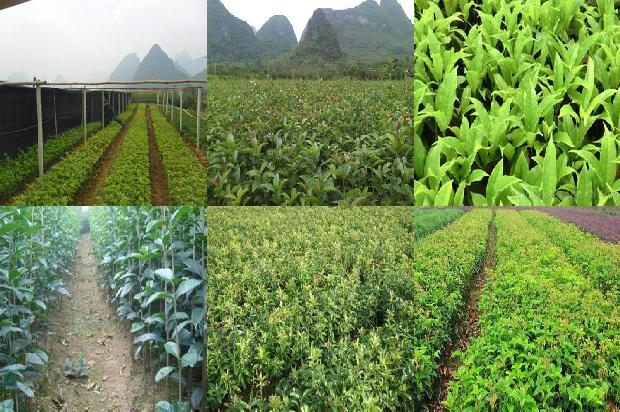 桂花可以和什么搭配泡茶效果最好1679101850251