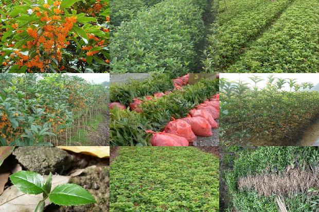 桂花可以和红茶配泡茶吗1679102005467
