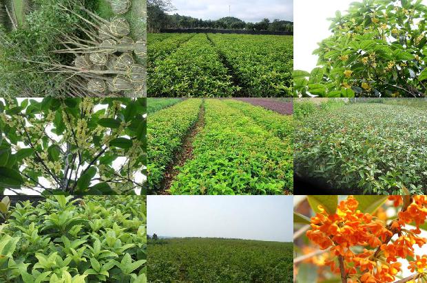 桂花可以和红茶配泡茶吗1679102005515
