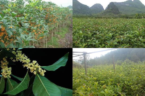 桂花泡茶怎么泡1679102115972