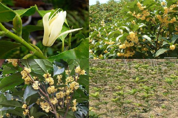 桂花能治胃溃疡1679103025196