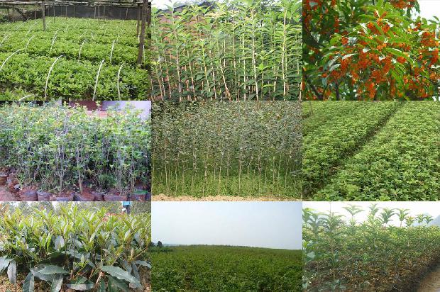 桂花泡茶禁忌桂花能吃吗下去吗1688949003043