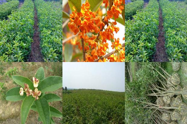 桂花树树叶尖端发黄变枯焦怎么办1679104103573