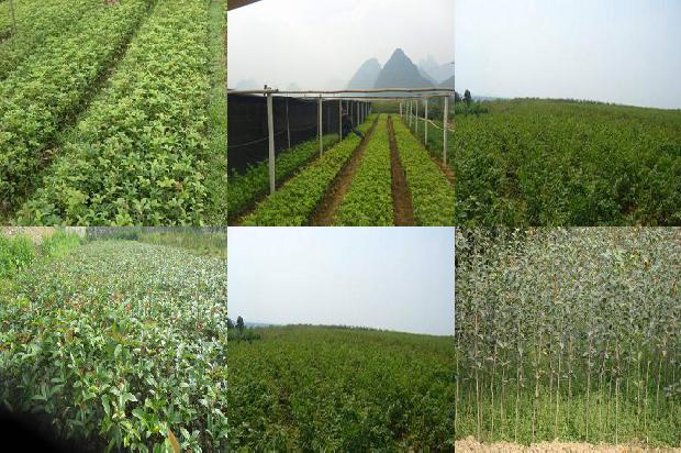 桂花乌龙茶不能和什么一起吃1689467909366