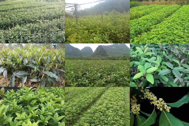 桂花树叶背面有黑色的斑点1679104578846