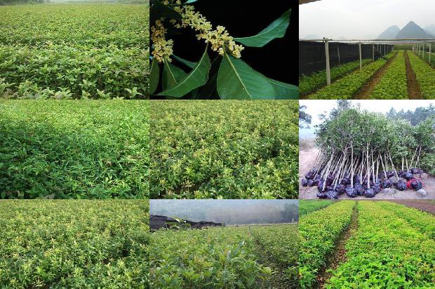 桂花乌龙茶能和陈皮一起泡多少度水1689467836935