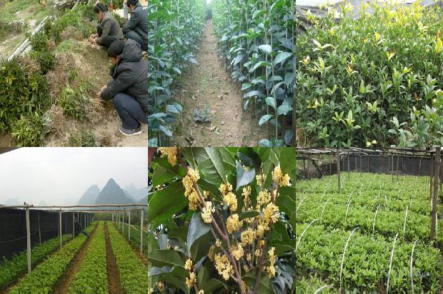 复合肥可以浇桂花树吗1679105860446