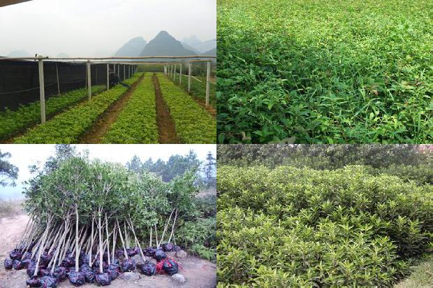 100年桂花树价格多少钱一棵呢1690072781676