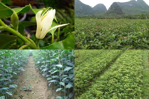 桂花树叶子尖干枯发黄怎么办1679107649985