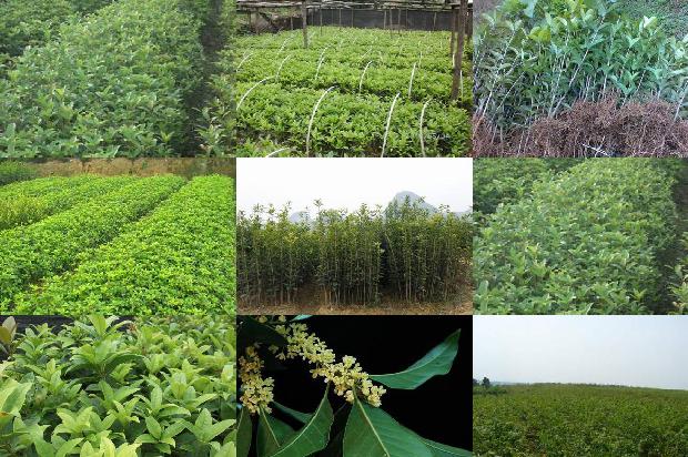 桂花树枯叶病用多菌灵1679108352901