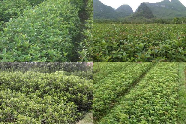 桂花干枯掉叶怎么回事啊1679108880676