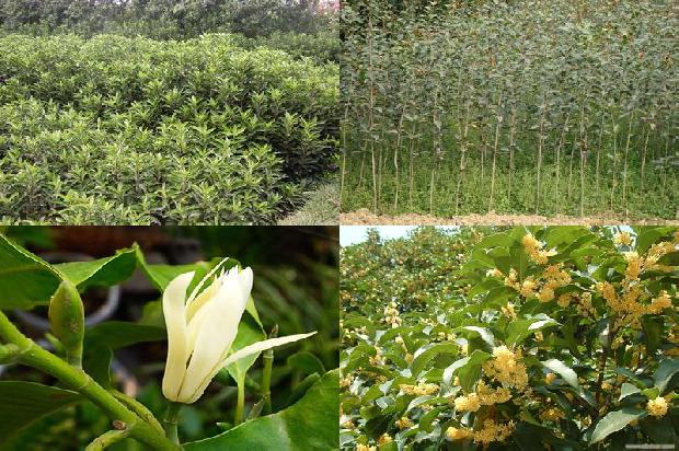 现在桂花多少钱一斤1689898821048