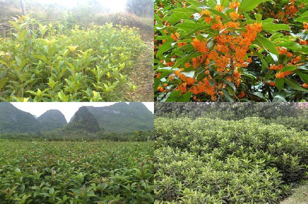 桂花干叶尖是怎么治疗1679185638571