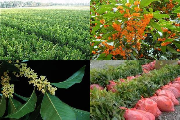 盆栽桂花树用什么肥料最好看1679273802438