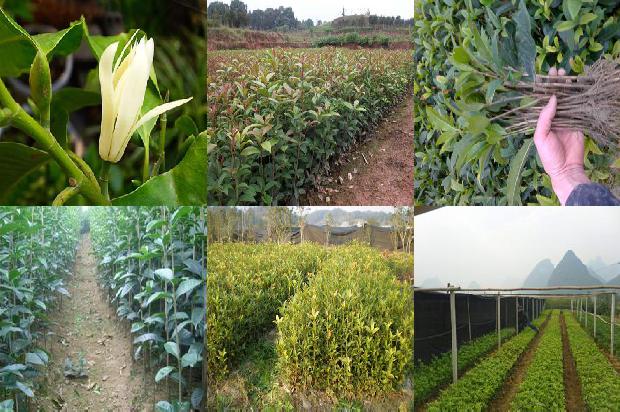 喝桂花茶对胃有好处吗1689381520503
