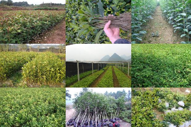 桂花树可以用尿素施肥吗1679274113355