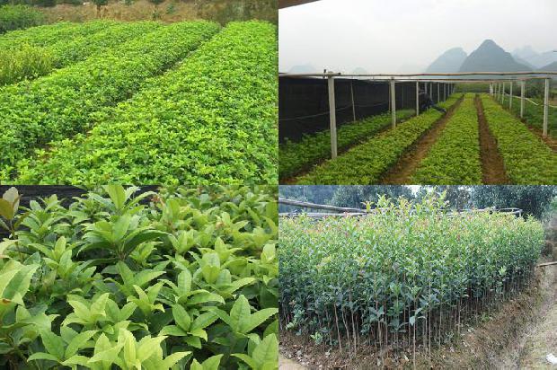 桂花树施牛粪肥可以吗1679274166664