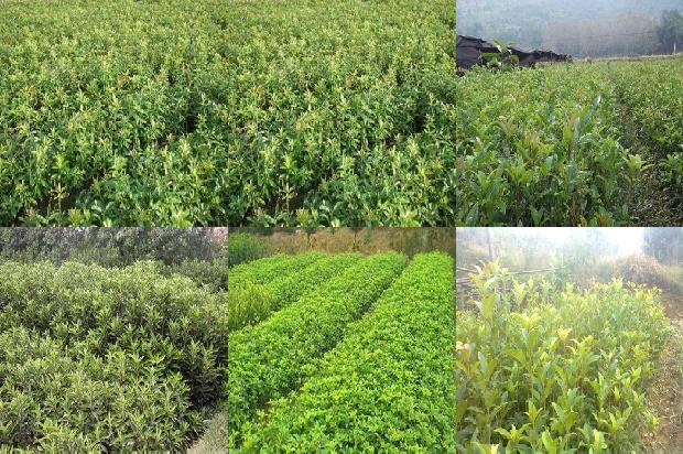 桂花树的茎是什么茎1679274725669