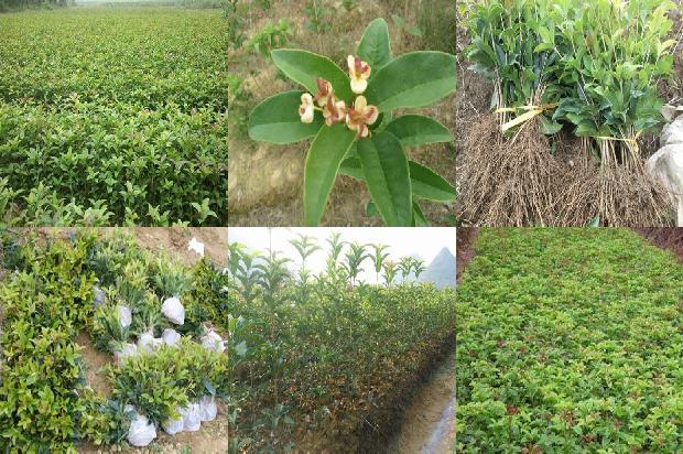 户外桂花树用什么肥料1679275388019