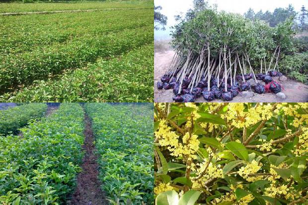 桂花能与茶叶一起泡吗1689577128565