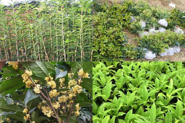 桂花茶不能和什么一起吃1689035188507