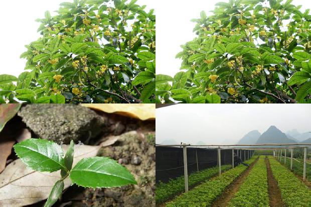 盆栽桂花树如何修剪造型1679276696063