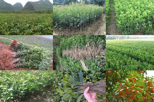 盆栽桂花树怎么修剪造型1679276896936