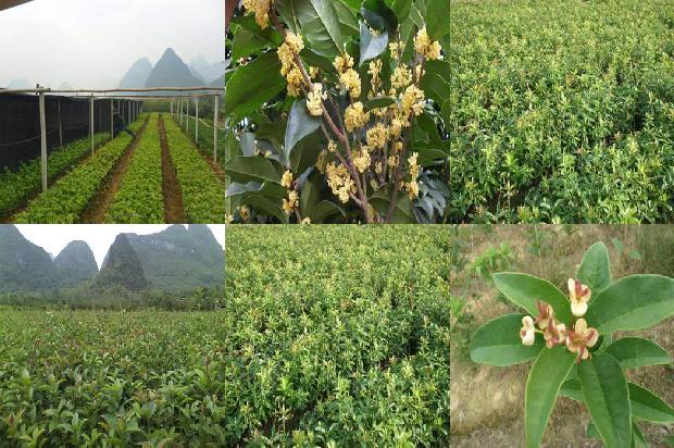盆栽桂花树如何修剪1679276937916