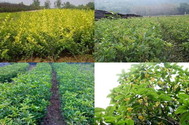 丁香桂花茶可以加蜂蜜吗女生1689035408217