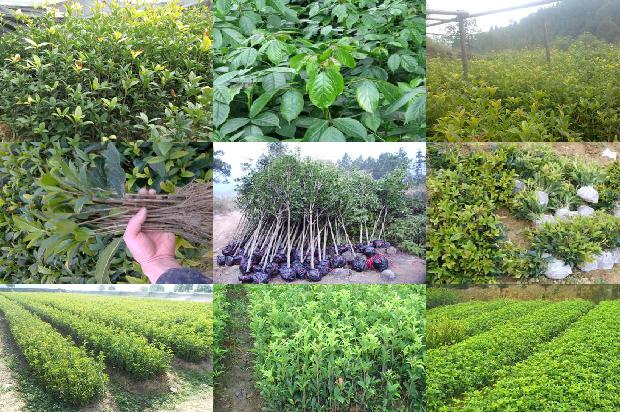 8公分桂花树的价格是多少钱一棵1689726853284