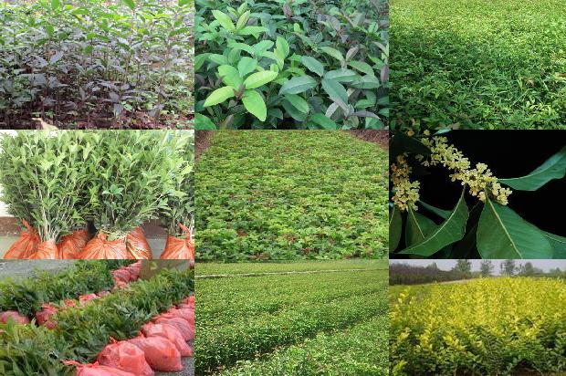 桂花生长期用什么肥料?1679278318014