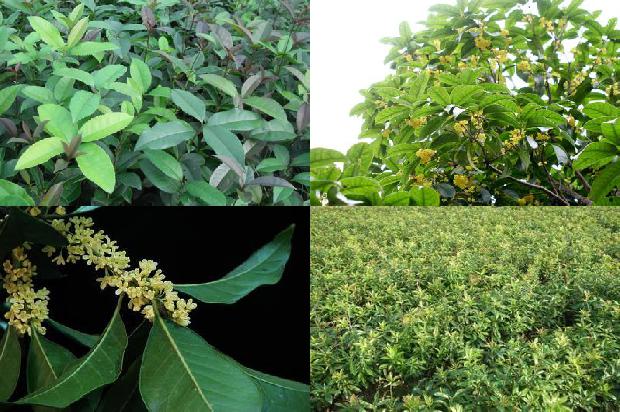 桂花树叶有红斑点1679278452106