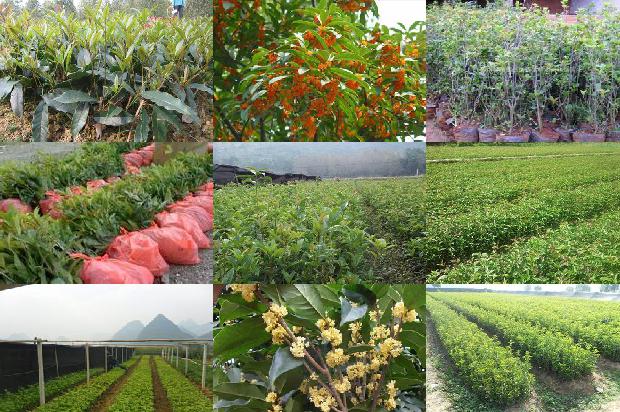 桂花树叶子发黄是什么原因?桂花树怎么养才能花繁叶茂?1679278627108 桂花树叶子发黄是什么原因?桂花树怎么养才能花繁叶茂?1679278627108