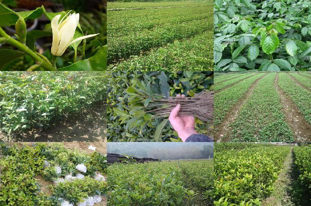 桂花树叶子发黄是什么原因?桂花树怎么养才能花繁叶茂?1679278627156 桂花树叶子发黄是什么原因?桂花树怎么养才能花繁叶茂?1679278627156