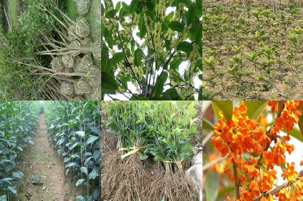 桂花树树叶发黄是什么原因1679278666713 桂花树树叶发黄是什么原因1679278666713