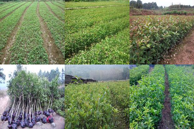 桂花树树叶发黄是什么原因1679278666761 桂花树树叶发黄是什么原因1679278666761