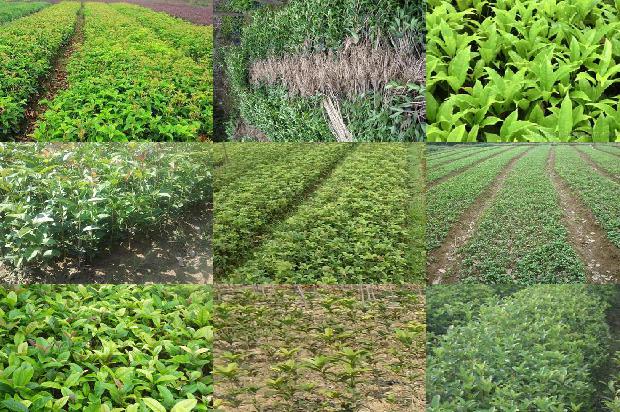 桂花树树叶发黄是什么原因1679278666809 桂花树树叶发黄是什么原因1679278666809