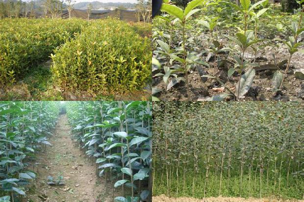 桂花的树叶发黄是怎么回事啊1679278709793