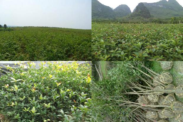 桂花的树叶发黄是怎么回事啊1679278709840