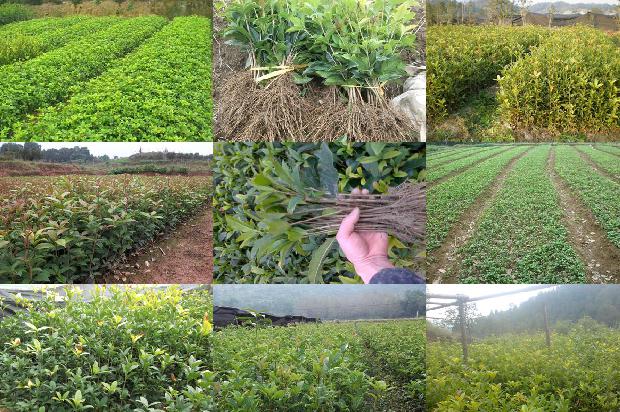 桂花的树叶发黄是怎么回事啊1679278709888