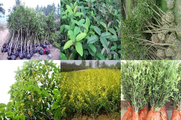 桂花树叶子化了是什么原因造成的1679278752477 桂花树叶子化了是什么原因造成的1679278752477