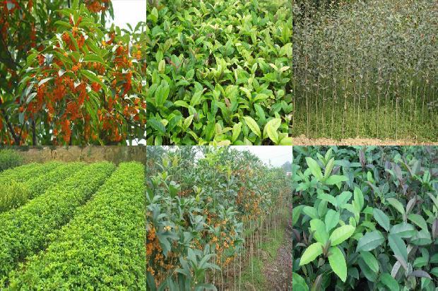 桂花树叶子化了是什么原因造成的1679278752525 桂花树叶子化了是什么原因造成的1679278752525