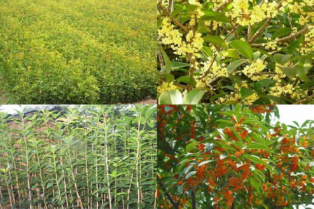 桂花树叶子枯黄了还能活吗1679278788769 桂花树叶子枯黄了还能活吗1679278788769