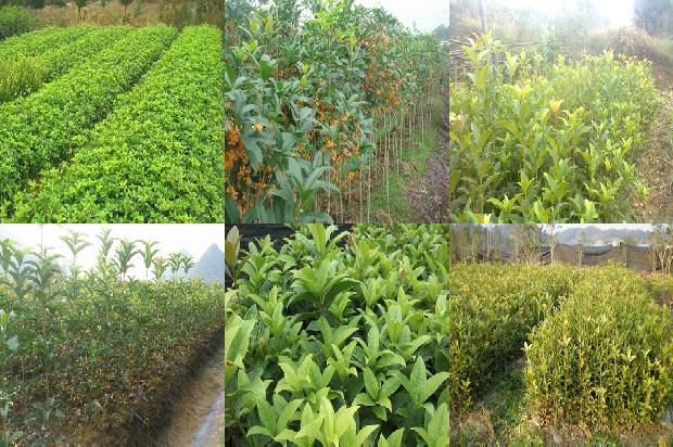 桂花树叶子枯黄了还能活吗1679278788817 桂花树叶子枯黄了还能活吗1679278788817