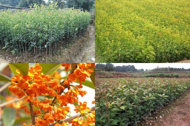 桂花树叶长斑1679278838986